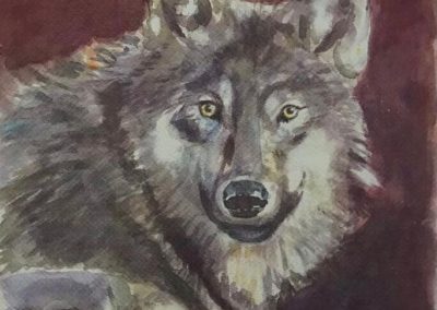 Ritratto di un lupo di colore grigio su fondo viola