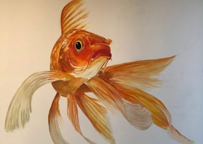 Pesce rosso combattente ripreso in primo piano