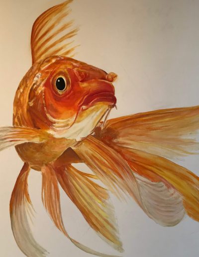 Pesce rosso combattente ripreso in primo piano
