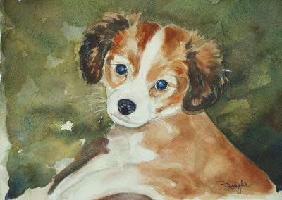 Ritratto di cucciolo di cane volpino su sfondo verdastro