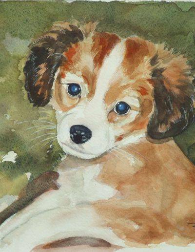 Ritratto di cucciolo di cane volpino su sfondo verdastro