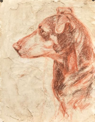 Ritratto a sanguigna del profilo di un cane