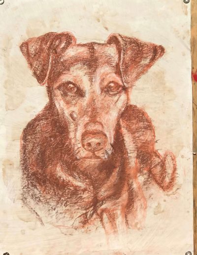 Ritratto a sanguigna di un cane